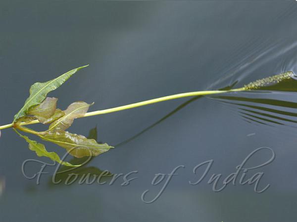 Shining Pondweed